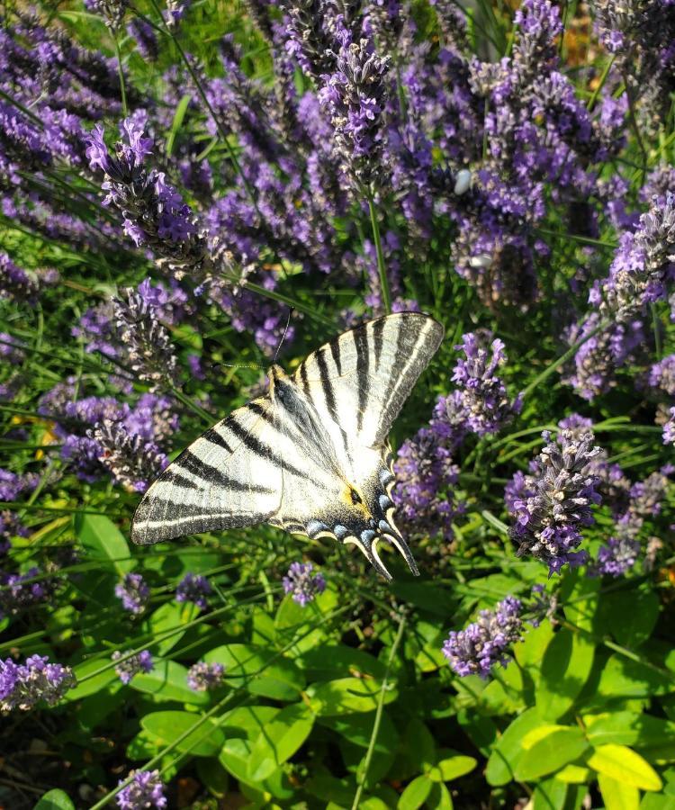 Le Jas Des Cannebieres Villeneuve  Exteriér fotografie